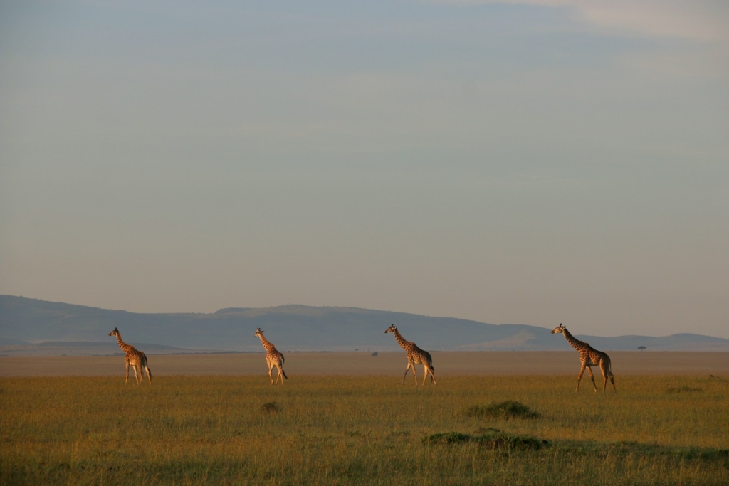 3-Day Masai Mara Flying Safari Highlights