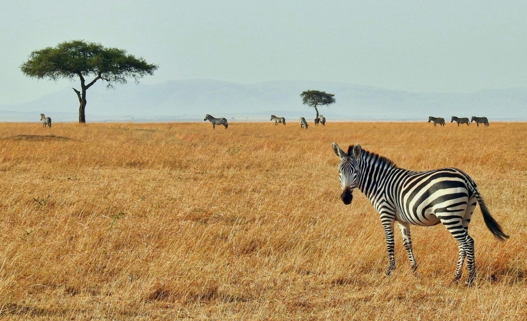 10-Day Kenya Safari Highlights
