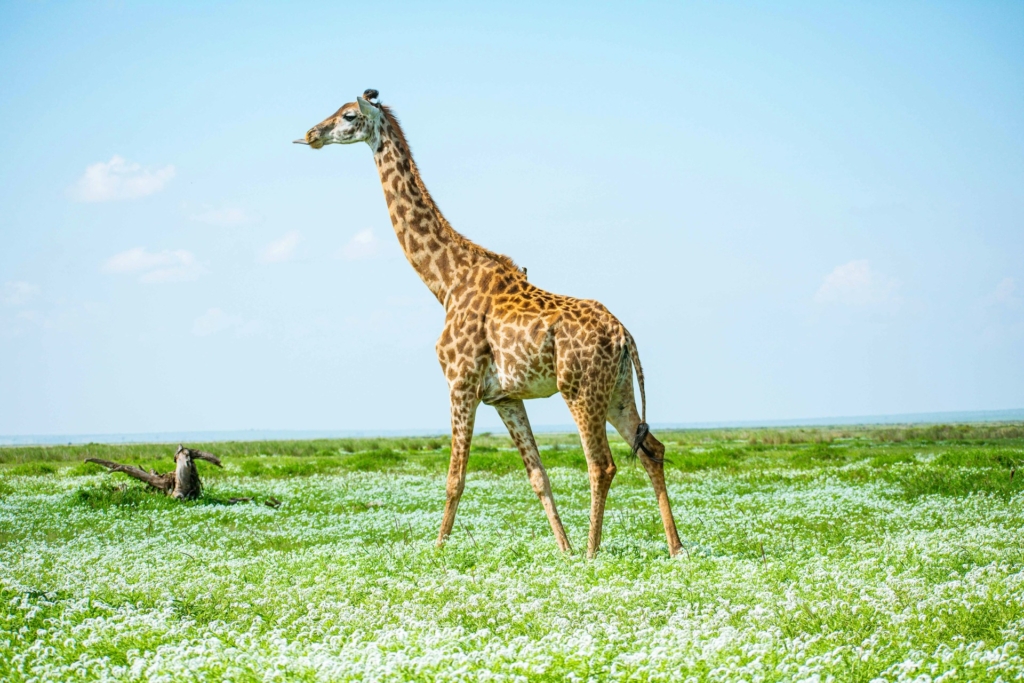 6-Day Kenya Solo Safari Highlights