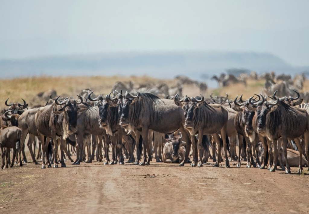 6-Day Wildebeest Migration Safari Highlights