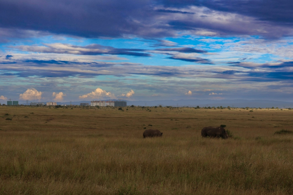7-Day Kenya Family Safari Highlights