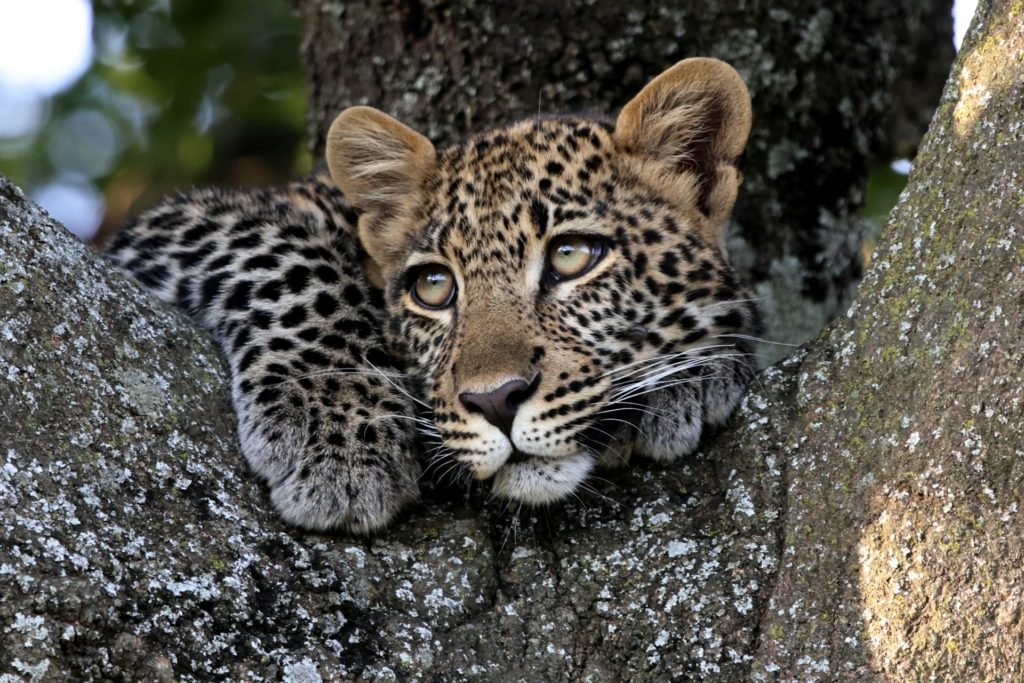 7-Day Kenya & Tanzania Safari Highlights