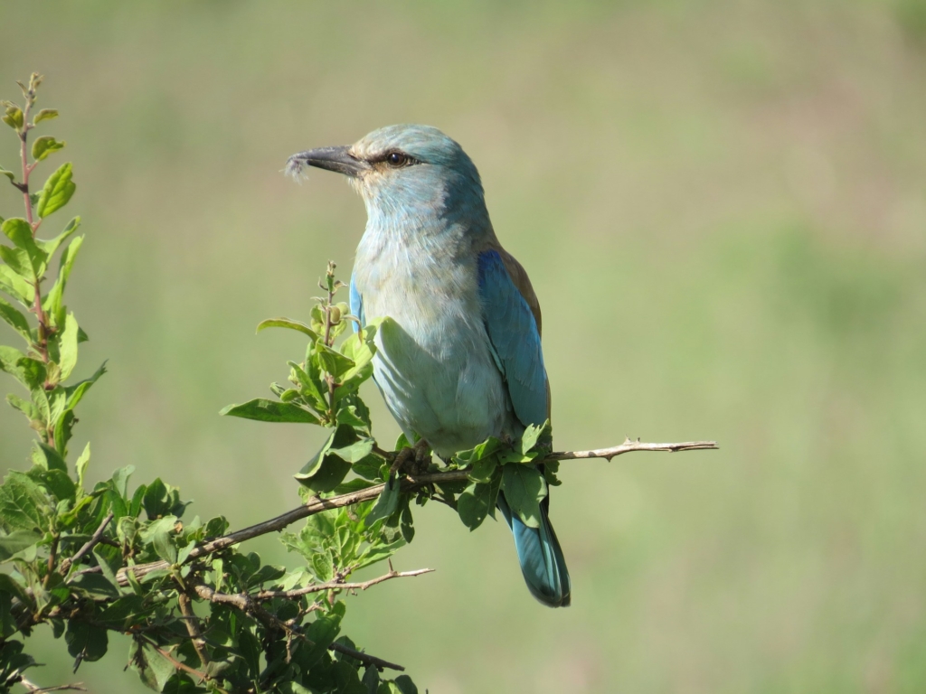 8-Day Kenya Birding Safari Highlights
