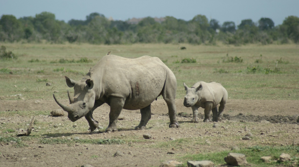 Detailed 10-Day Kenya Safari Itinerary