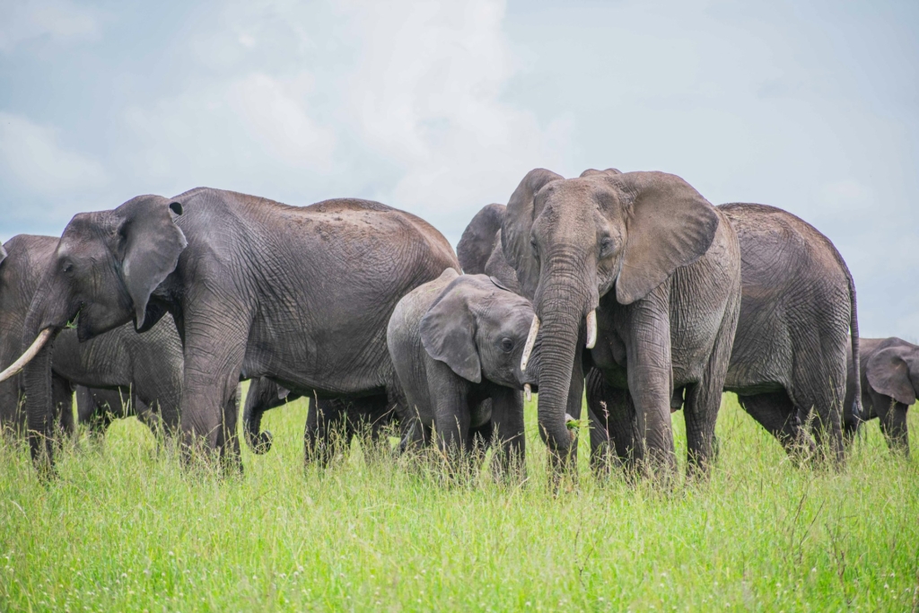 Detailed 10-Day Kenya & Tanzania Safari Itinerary