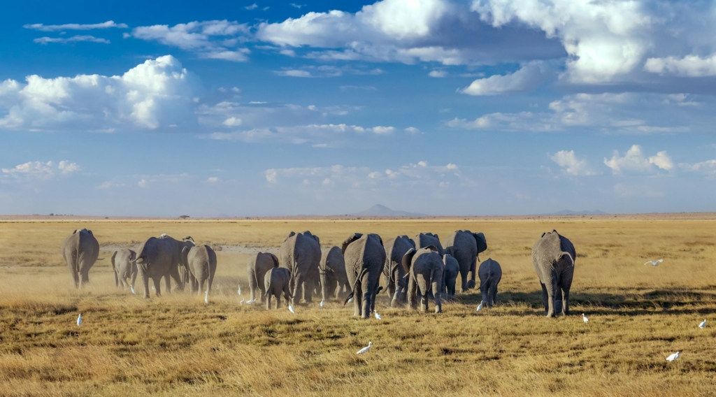 Detailed 12-Day Kenya Safari Itinerary