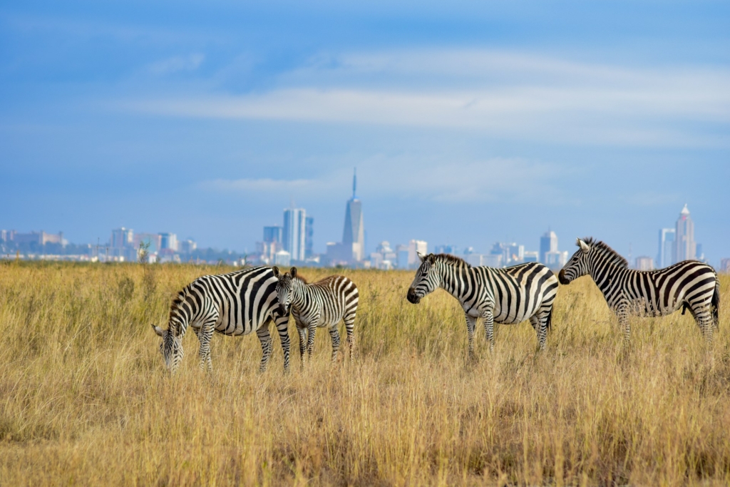 Detailed 20-Day Kenya Safari Itinerary
