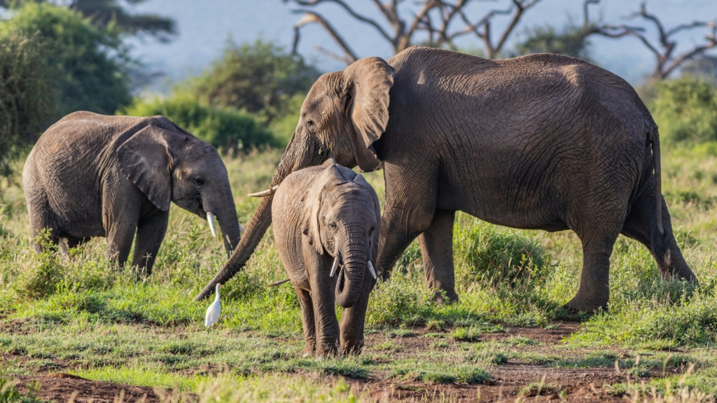 Detailed 5-Day Kenya Safari Itinerary