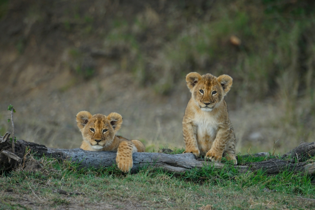 Detailed 6-Day Kenya Solo Safari Itinerary