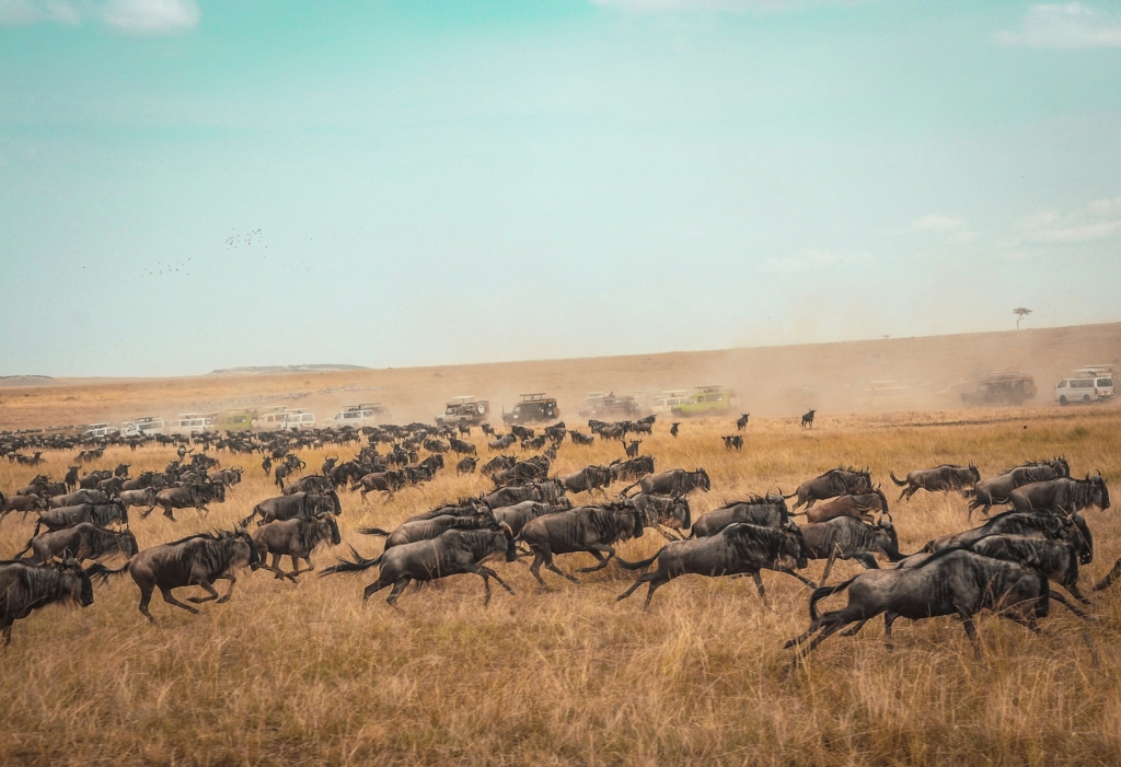 Detailed 7-Day Kenya Family Safari Package