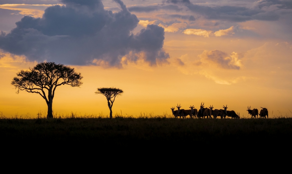 Detailed 7-Day Kenya & Tanzania Safari Itinerary