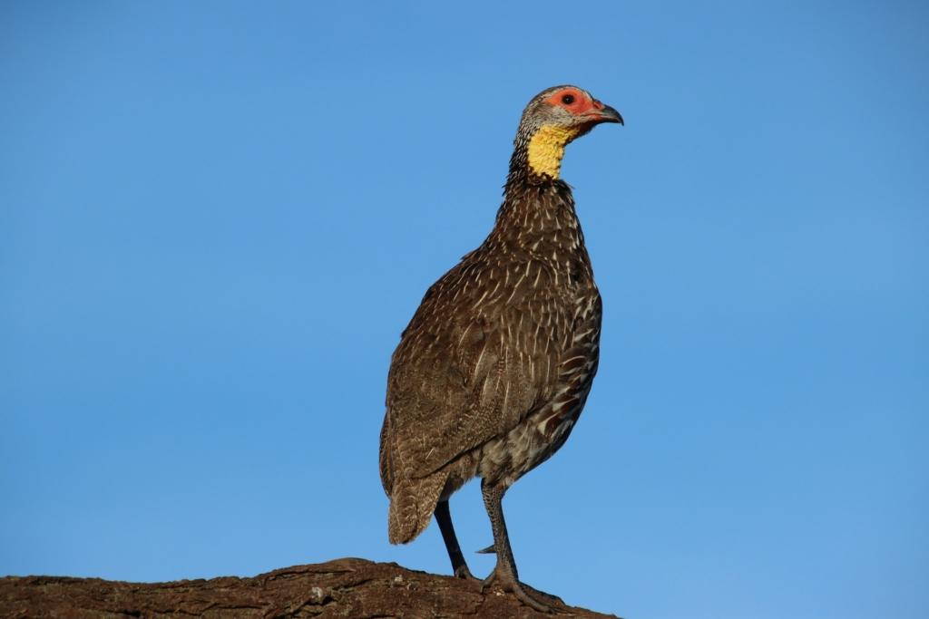 Detailed 8-Day Kenya Birding Safari Itinerary