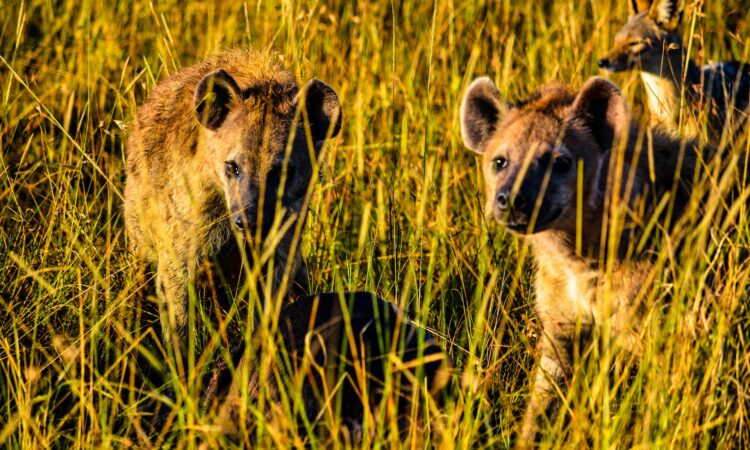 African Wild dogs in Maasai Mara