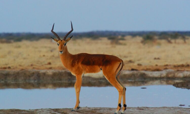 Antelopes in Maasai Mara