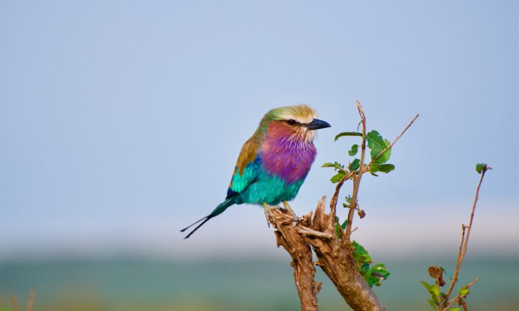 Birding in Maasai Mara