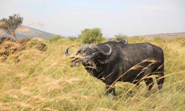 Buffaloes of Maasai Mara