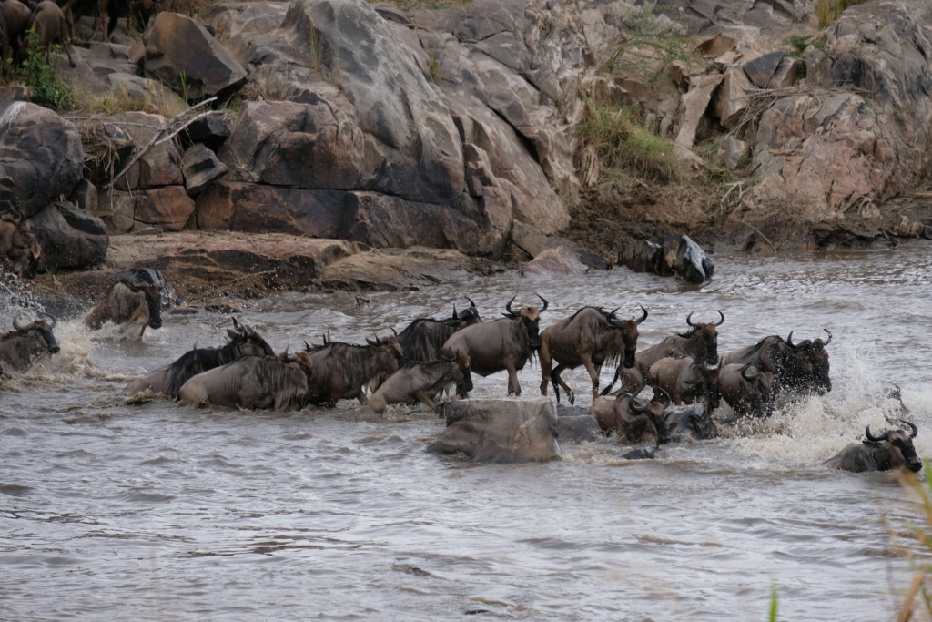 Ensuring River Crossing Sightings - Maasai Mara Adventure
