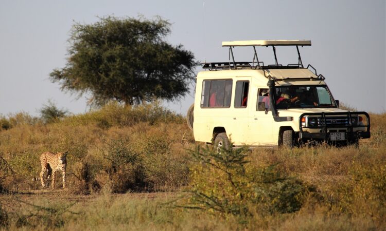 Game Drives in Maasai Mara