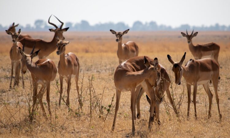 Grants gazelles in Maasai Mara