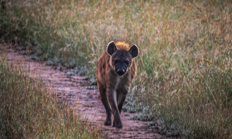 Hyenas in Maasai Mara