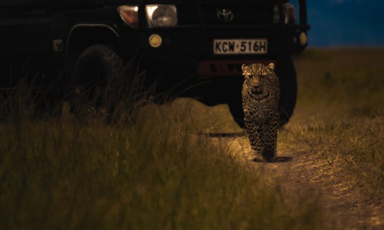 Night Game Drives in Maasai Mara