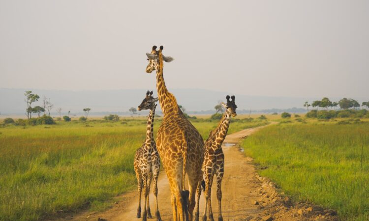 Maasai Mara Weather in August