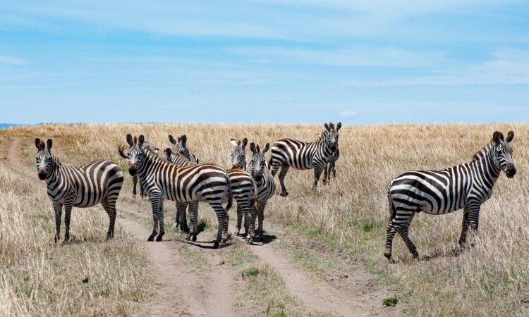 Maasai Mara Weather in February