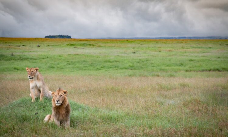 Maasai Mara Weather in January