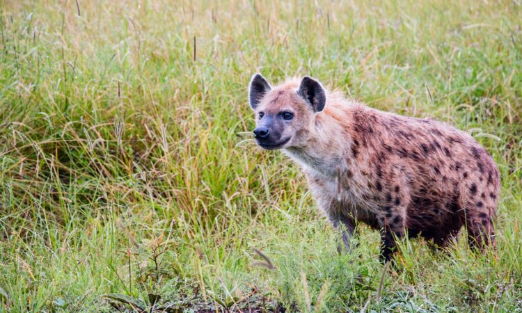 Maasai Mara Weather in July