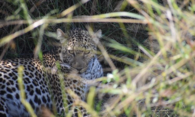 Maasai Mara Weather in June