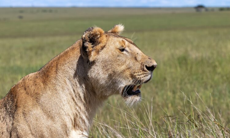 Maasai Mara Weather in March