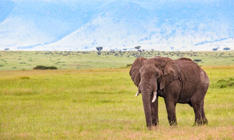 Maasai Mara Weather in May