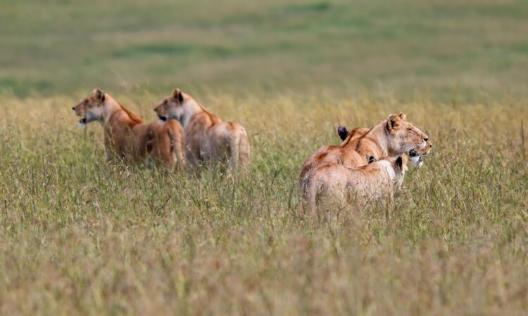 Maasai Mara Weather in November