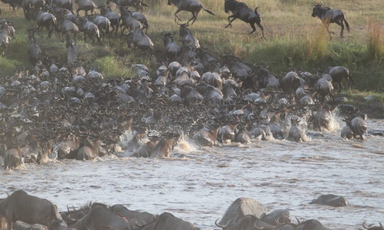 Mara River Crossings During the Great Migration