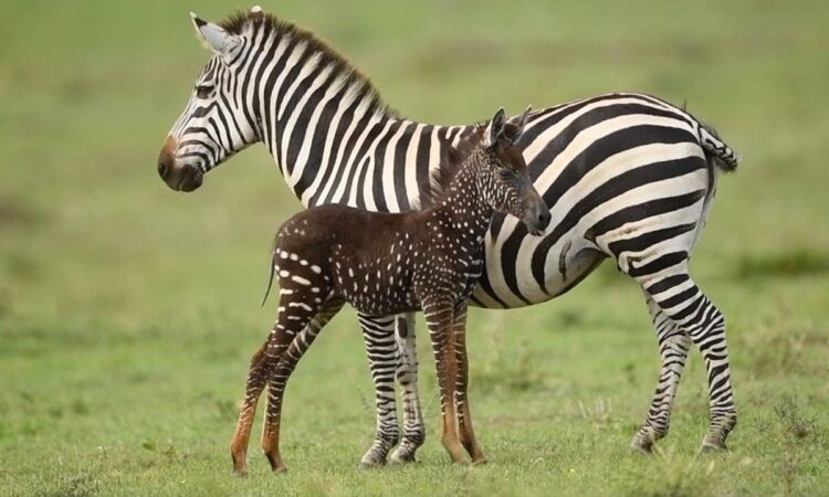 Rare Polka-Dot Zebra Foal