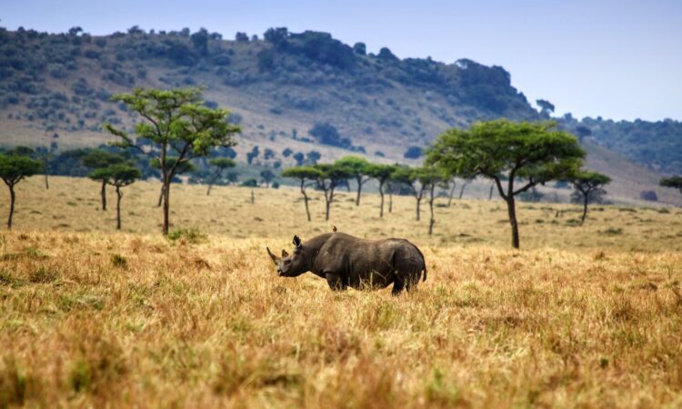 Rhinos of Maasai Mara