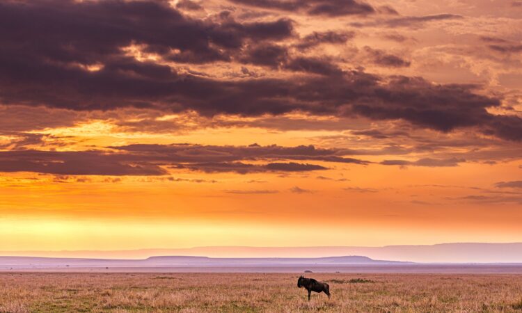 Sundowners in Maasai Mara