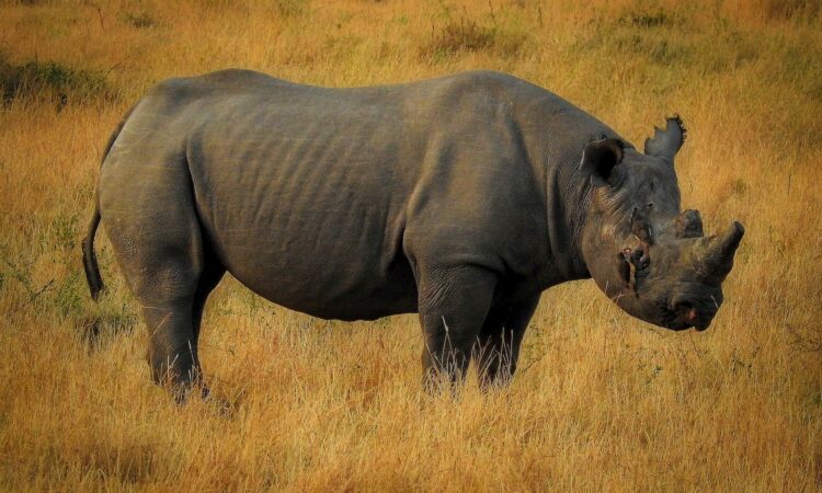 The Big Five Animals of Maasai Mara