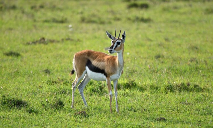 Thomsons gazelles in Maasai Mara