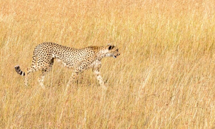 Weather & Climate of Maasai Mara