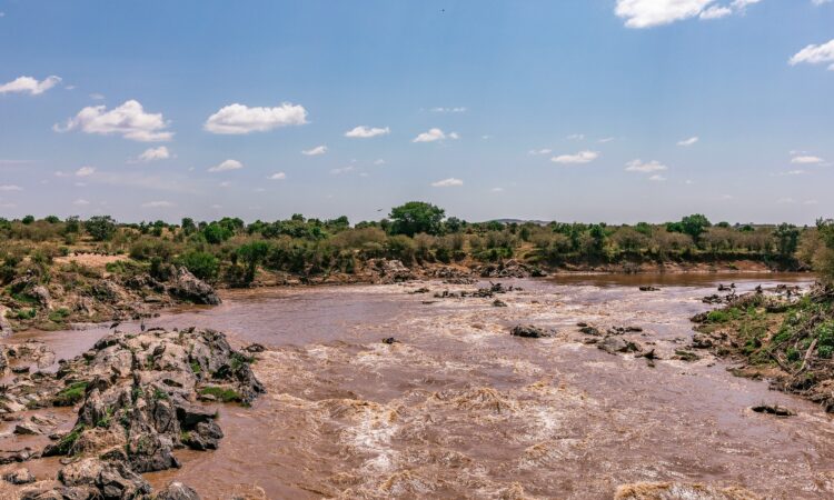 What Animals Can I See in the Great Migration