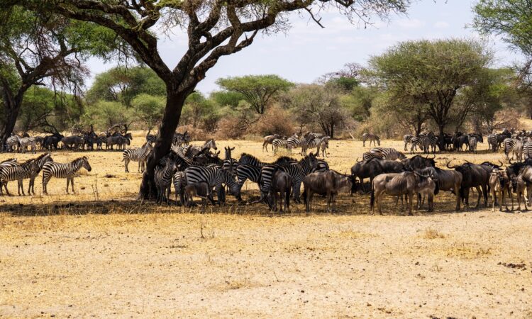 Wildebeest Migration Seasons
