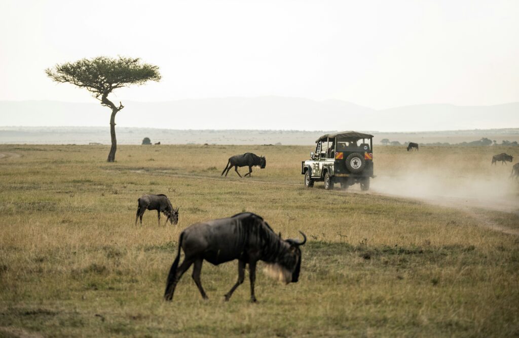 Wildebeest Migration Seasons